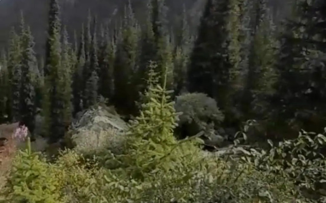 Waterfall in the yard