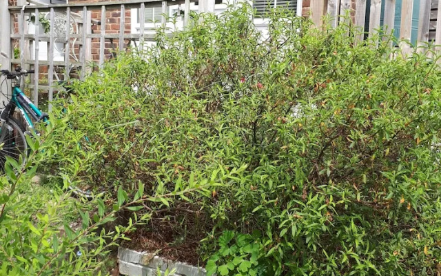 1 Bed Flat - Sleeps 2 - Pets - Garden - Parking
