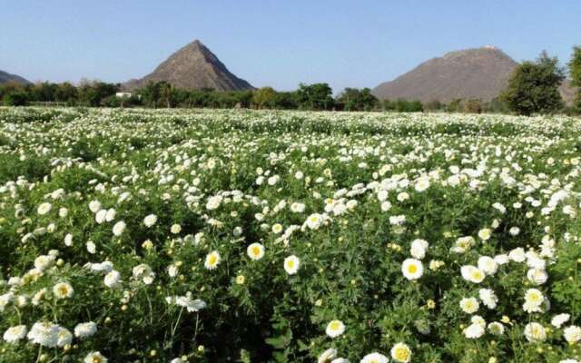 The Pushkar Ramblers Hub