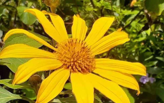 Rio Celeste Family Lodge