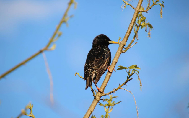 The Dongola Guesthouse