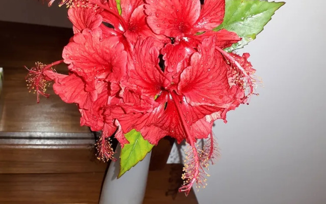 Sigiri Hibiscus Villa
