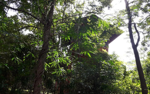 Dambulla Tree House