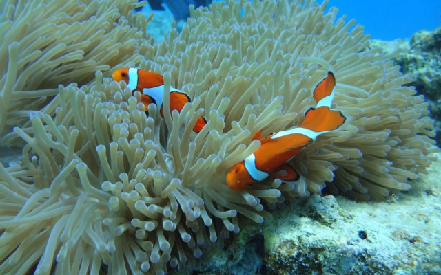 Ocean Resort Maeda / Vacation STAY 3223