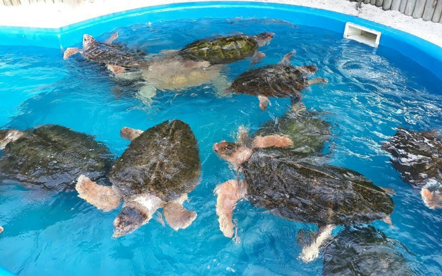 Pousada Papito Ubatuba - Praia Perequê-açu