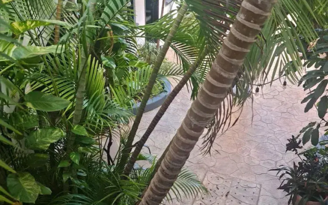 TJ Apartments, Calle 6, PDC