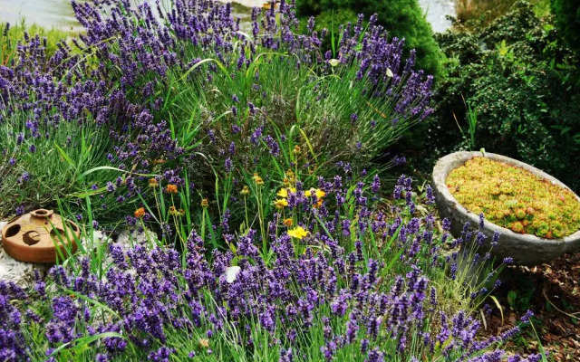 Rigótanya Relax and Wellness