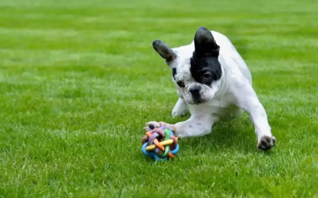 Villa&Glamping Lazy Inn.