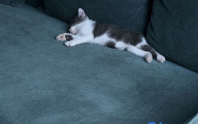 Wild Life Anji Field Design Homestay