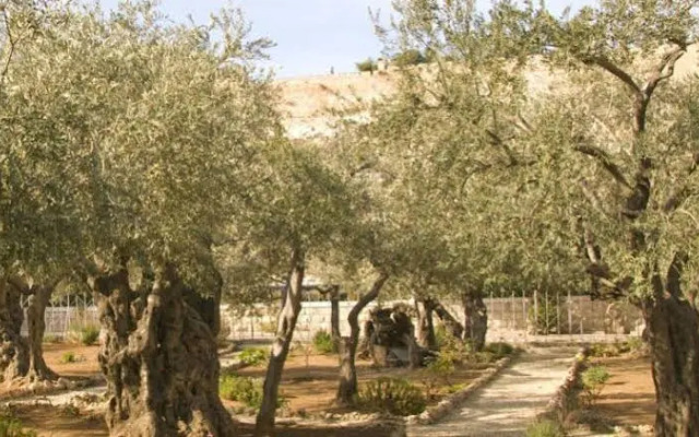 Mount Of Olives Hotel