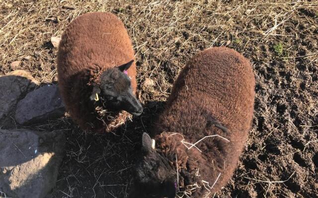 Windsor Studio West-Only 10 mins from Legoland