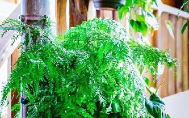 Suites & Apartments Calle Real