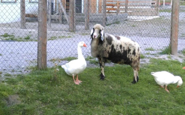 Saumerhof - Fam. Trinker Marion Und Wolfgang