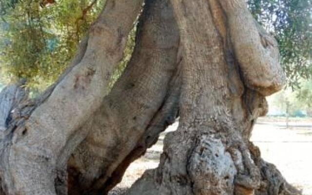 L'Ulivo Bed and Breakfast
