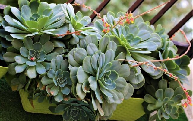 San Pietro Golden Rooms