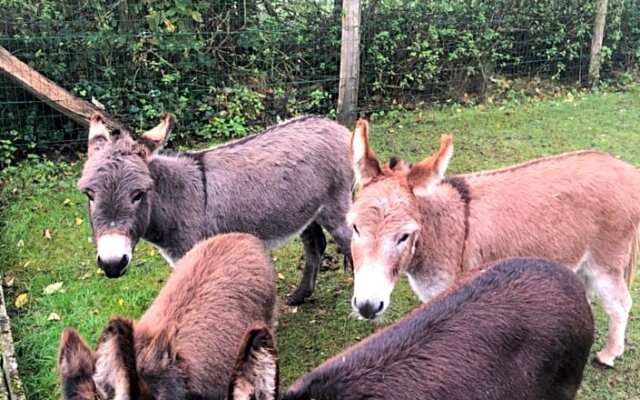 Schaap8 Bed en Breakfast