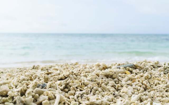 Bears Stay Kumejima Ifu Beach