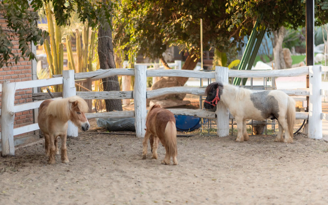 Vanida Resort - Halal