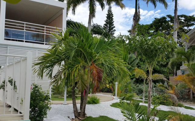 Majesty Palm
