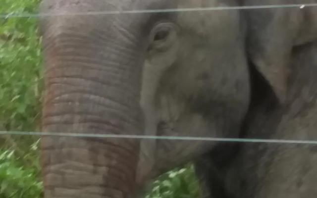 Wildlife & Nature Protection Society Bangalow