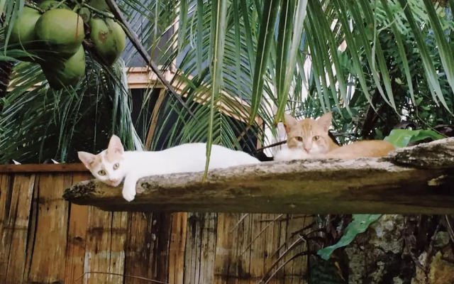 Ngellil Nature Island Resort