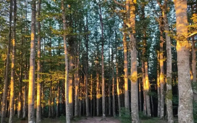 Holiday Home in Ortignano