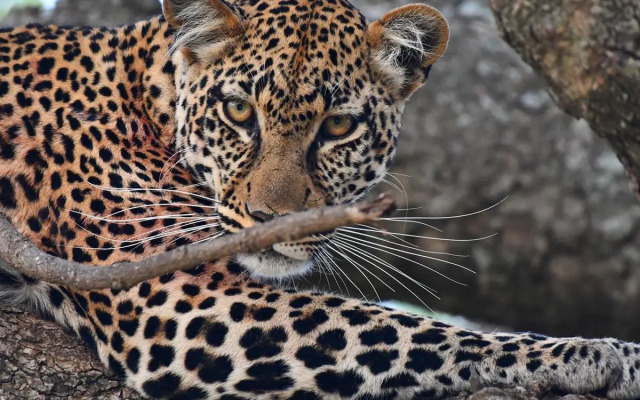 Serengeti Wild Camp