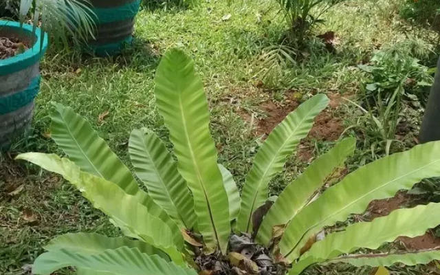 Fairview Dill homestay