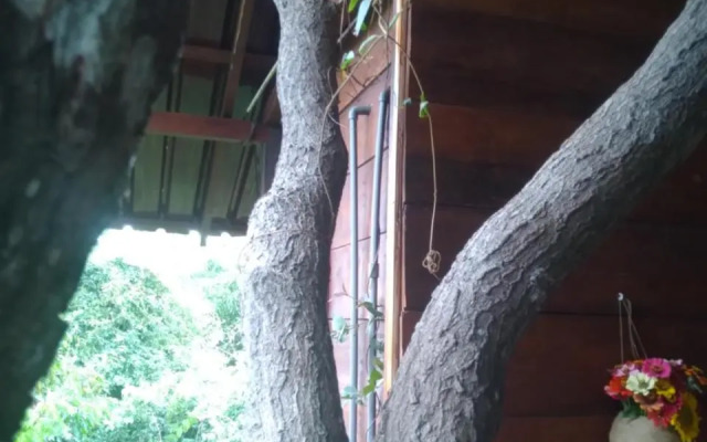 Dambulla Tree House