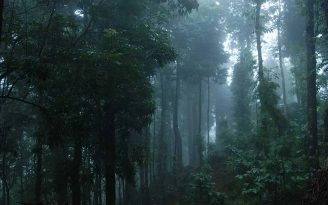 Blue Ginger Wayanad Resorts