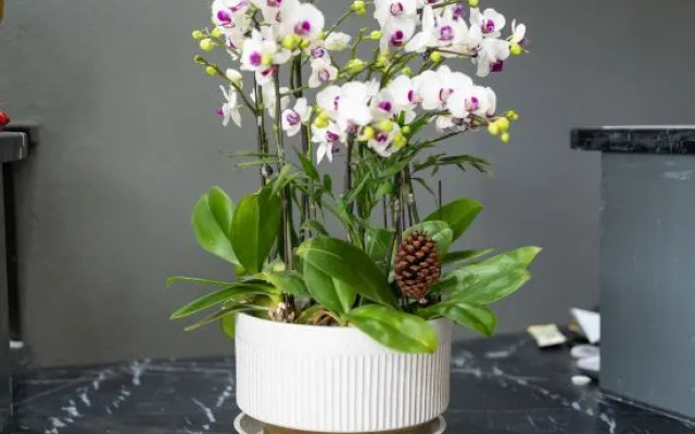 Shanghai Pudong Xiangguo Hotel (Huinan Metro Station)