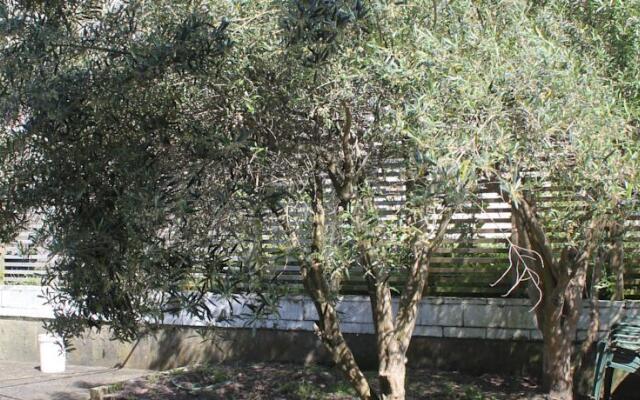 Olive Tree Bed & Breakfast