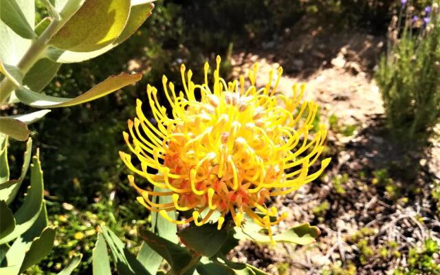 Vredehoek Guest Farm