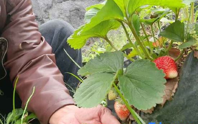 Omah Kebun Apel