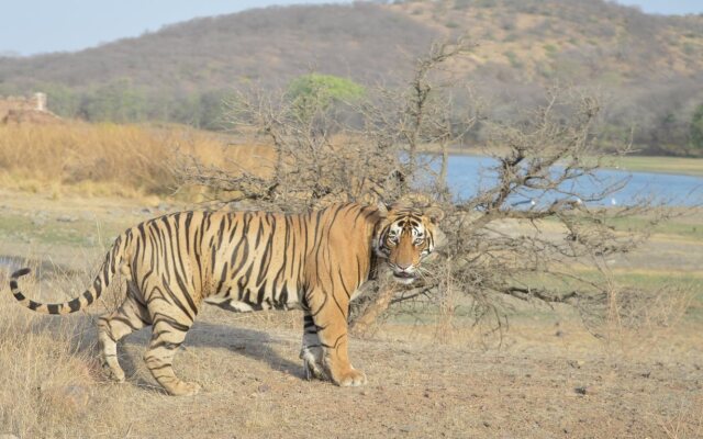 Tiger Heaven Spa & Resorts Ranthambhore