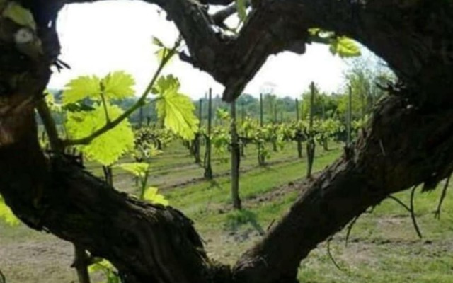 Agriturismo Boschetto di Montiano