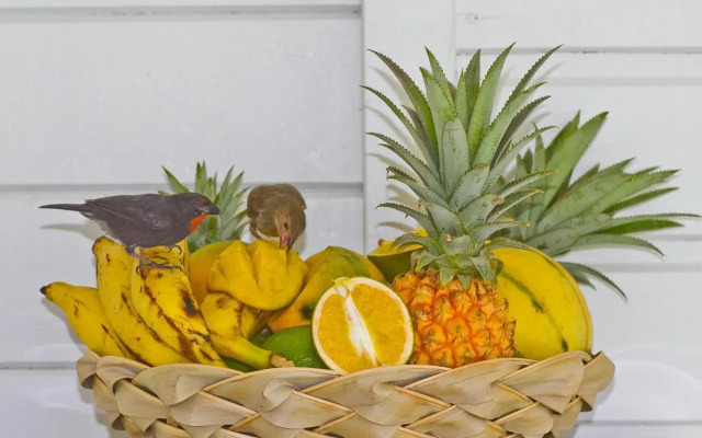 O Coeur de Deshaies Appartements Grande Anse et Amandiers