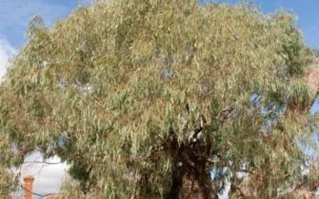 Country Charm Swiss Cottages