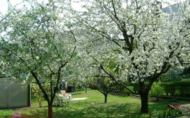 Ferienhaus in Budapest mit Garten