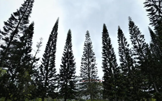 The Pines