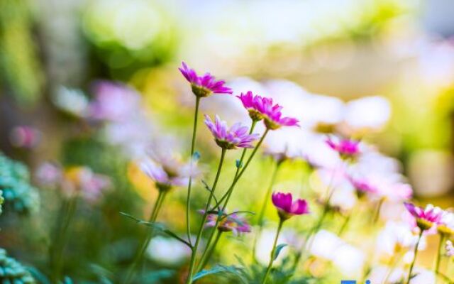 TaiShidi Think House garden