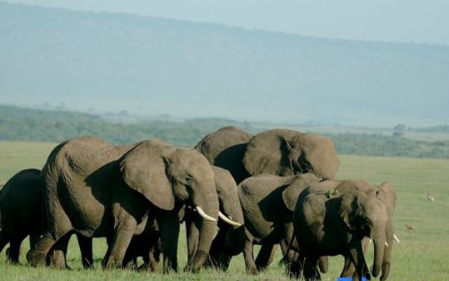 Mara Intrepids Tented Camp