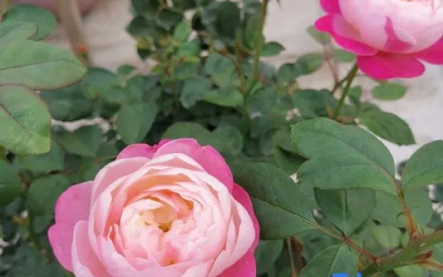 Xiangjingli Homestay