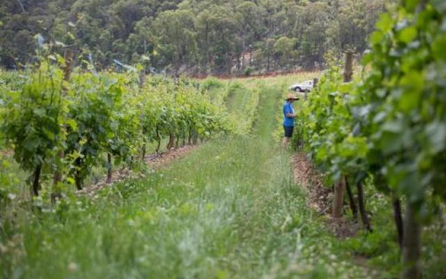 Feathertop Winery