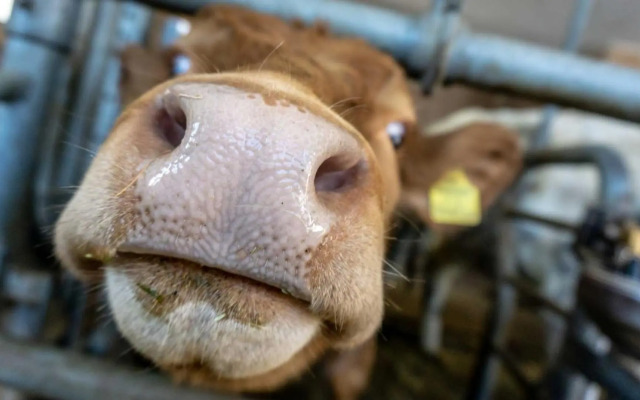 Stubaier Bauern Appartement