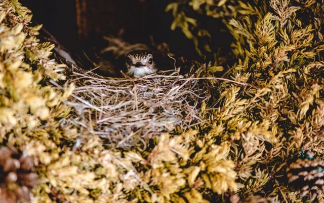 Toftemo Turiststasjon Hytter
