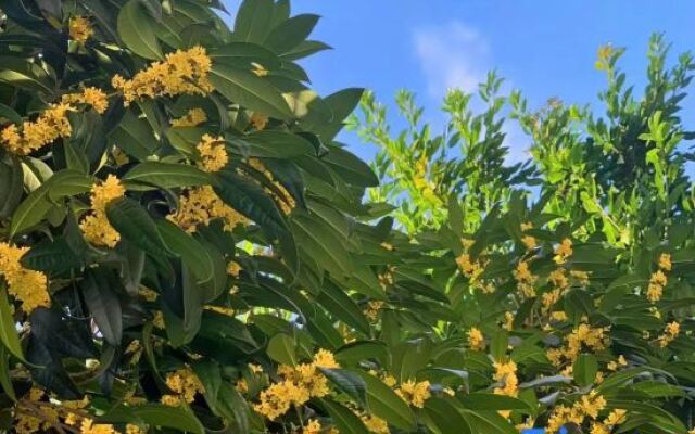 osmanthus tree resort & spa