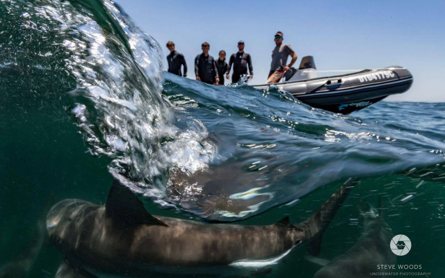 Blue Marlin All-Inclusive Seascape by Dream Resorts