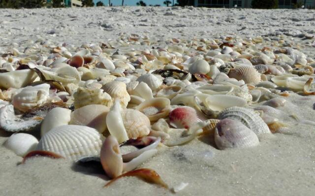 1+1 Large condo Sarasota