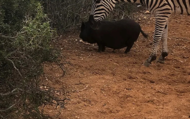 Zwartberg View Mountain Lodge